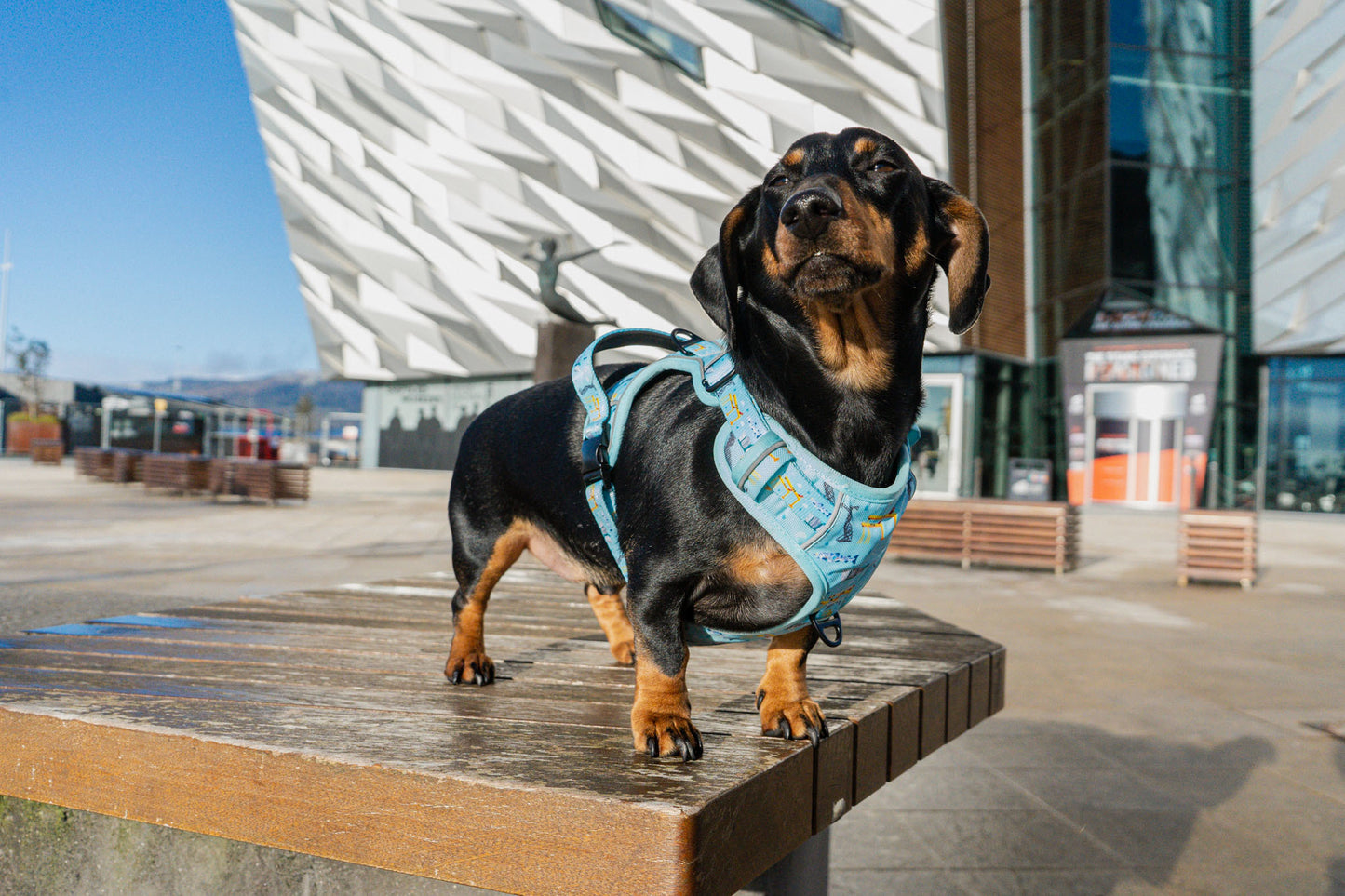 Belfast Hallion Harness (Adjustable) - Blue